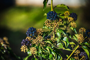 Ivy fruits on the branches