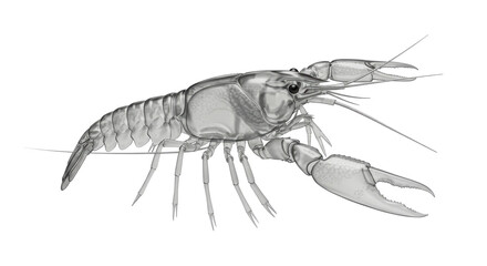 Isolated Crayfish Isolated on White