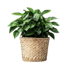 Lush green potted plant in woven basket on black background, cut out