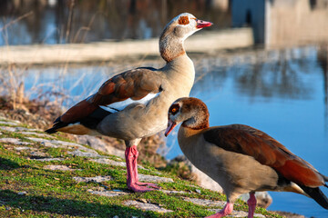 Nile Geese in Love