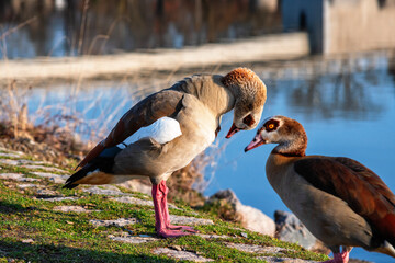 Nile goose stands with its head tucked