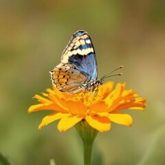 Obraz premium A butterfly is sitting on a yellow flower