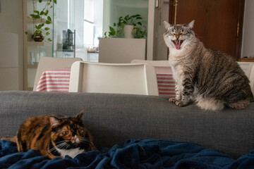 Bostezo Vocal: El Estiramiento Sonoro de un Gato Atigrado Gris en Medio de la Mirada Silenciosa de...