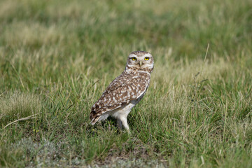 Cute Burrowing owl looking curious at camera. Green grass as background