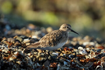 Cute portrait of White-rumped sandpiper bird among stone sand beach