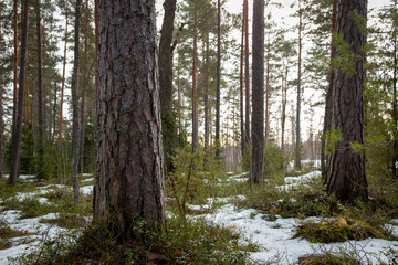 Early spring landscape in forest with melting snow