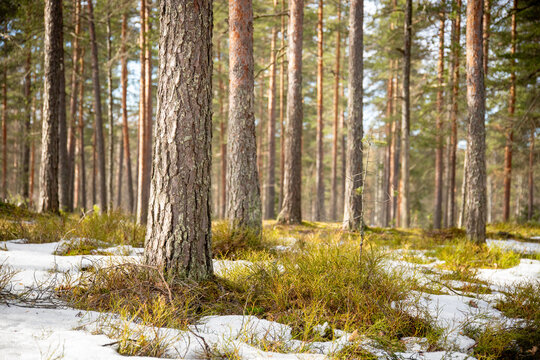 Early spring landscape in forest with melting snow