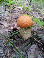 Leccinum aurantiacum mushroom in a summer mixed forest