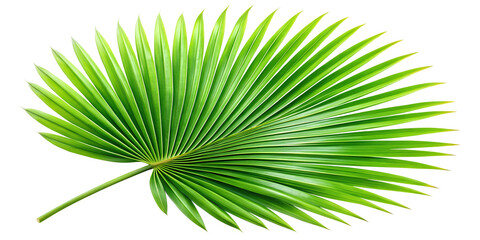 Obraz premium Bamboo stalk with delicate leaves displaying soft natural shadows, highlighting tranquility and growth in a serene environment PNG transparent, stickers,