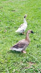 Two ducks walking on open-air lawn