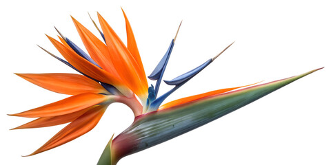 Obraz premium Vivid bird of paradise flower showcasing striking orange and blue hues in a tropical garden setting PNG transparent, stickers,