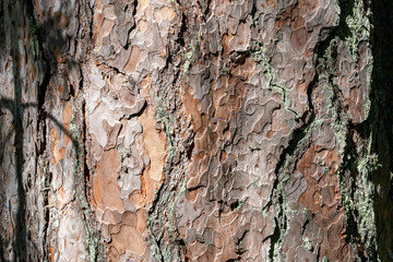 The bark of a pine tree.