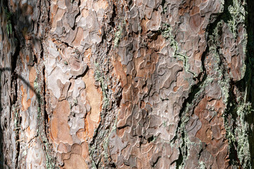 The bark of a pine tree.