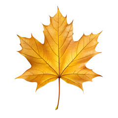 Obraz premium Realistic golden autumn maple leaf isolated on a transparent background for seasonal designs PNG transparent stickers,