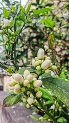 Vibrant Citrus Blossoms in Spring Garden