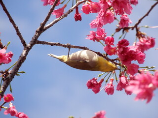 さくらの蜜を吸いにきたメジロ
