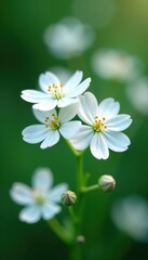 Obraz premium Delicate gypsophila blooms, tiny white petals, close-up view , texture, small