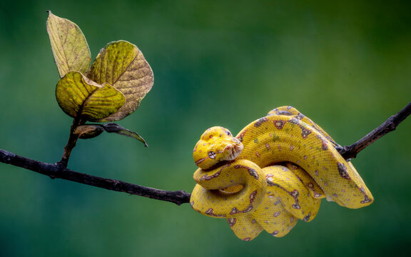 View of a baby yellow python sleeping on a branch surrounded by vibrant leaves, Batam, Riau Province, Indonesia.
