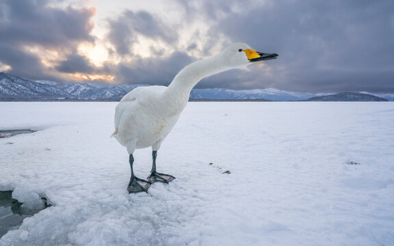 View of serene whooper swans feeding on algae by the beautiful Lake Kussharo surrounded by snow-covered mountains, Teshikaga, Hokkaido Prefecture, Japan.