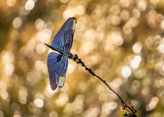 View of a purple four-winged dragonfly resting on the end of a branch with a beautiful golden background, Fukuoka, Fukuoka Prefecture, Japan.