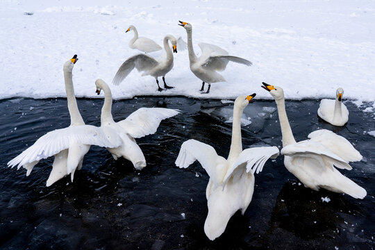 View of whooper swans squabbling on the serene frozen Lake Kussharo surrounded by snow and ice, Akan-Mashu National Park, Hokkaido Prefecture, Japan.