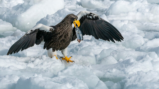 View of steller's sea eagle hunting fish amidst floating ice in a beautiful winter landscape, Shiretoko National Park, Hokkaido Prefecture, Japan.