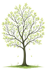 Obraz premium Springtime tree showcasing budding light green leaves in a tranquil setting PNG transparent stickers,