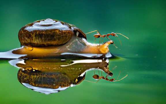 View of an ant hitching a ride on a snail across a tranquil body of water, Batam, Riau Province, Indonesia.