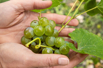 Woman is holding cluster of freshly harvested green grapes with vine leaf in open hands. Fresh...