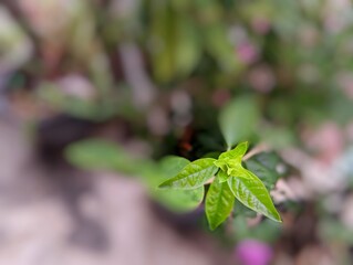 A close-up of fresh green leaves sprouting from a plant, with a soft-focus natural background. Perfect for botanical, environmental, and growth-related concepts.