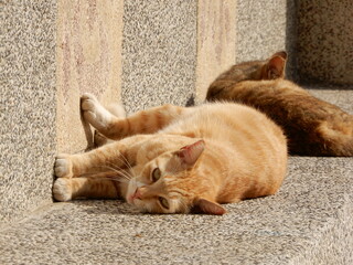 日光浴をしているかわいいオレンジ色の子猫
