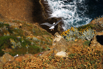 Moët volant au bord de falaise