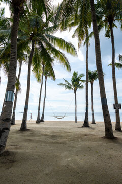 View of hangmat on Panglao beach with vibrant palm trees, island of Bohol, Philippines