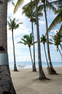 View of hangmat on Panglao beach with vibrant palm trees, island of Bohol, Philippines
