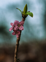 wawrzynek wilczełyko
