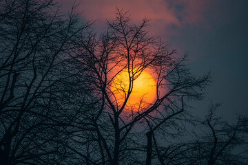 View of serene sunset with silhouetted trees and branches against an orange sky, Baretswil, Zurich, Switzerland.