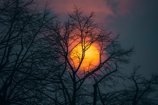 View of serene sunset with silhouetted trees and branches against an orange sky, Baretswil, Zurich, Switzerland.