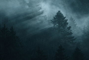 View of a mystical forest shrouded in fog with serene treetops, Hinwil, Zurich, Switzerland.