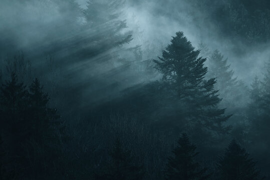 Fototapeta View of a mystical forest shrouded in fog with serene treetops, Hinwil, Zurich, Switzerland.