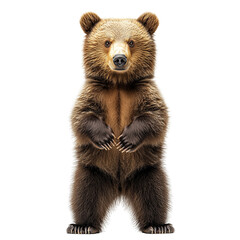 Fototapeta premium Standing Brown Bear