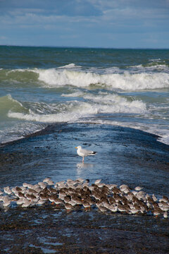 mouette 303