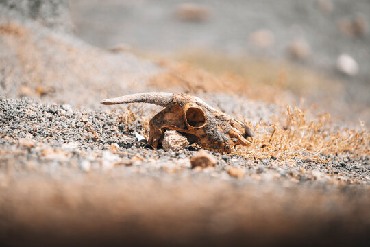 View of rugged and barren landscape with a weathered animal skull, La Santa, Lanzarote, Spain.