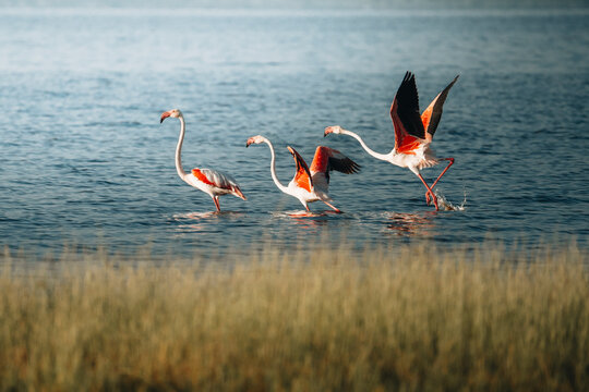 View of flamingos wading in serene waters with vibrant reflections in a tranquil landscape, Manyara, Arusha, Tanzania. - Powered by Adobe