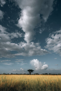 View of serene countryside with golden grassland and majestic trees under a picturesque sky, Manyara, Arusha, Tanzania.