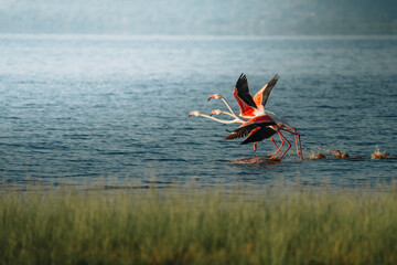 View of a beautiful group of elegant flamingos standing by the clear water and grass shore in a serene natural reserve, Manyara, Arusha, Tanzania.