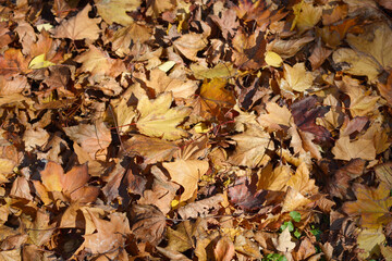 Ground covered with a layer of dry leaves in warm autumn tones