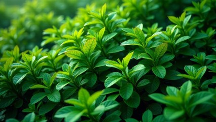 Fototapeta premium Lush Green Foliage, Vibrant Springtime Greenery, Detailed Close-Up of Natural Plant Life, Showing a Rich Texture and Color of the Leaves, Ideal for Nature-Themed Designs and Backgrounds