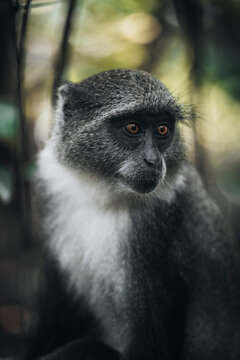 View of a curious monkey in a serene tropical forest with soft light, Jambiani, Zanzibar, Tanzania.