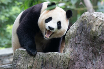 Fototapeta premium Female Panda Returned from South Korea, Fu Bao, Wolong Panda Base