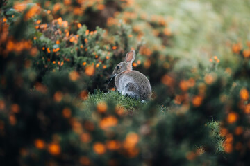View of a cute rabbit hidden among lush foliage and bushes in a serene forest, Isle of Skye, Scotland, UK.